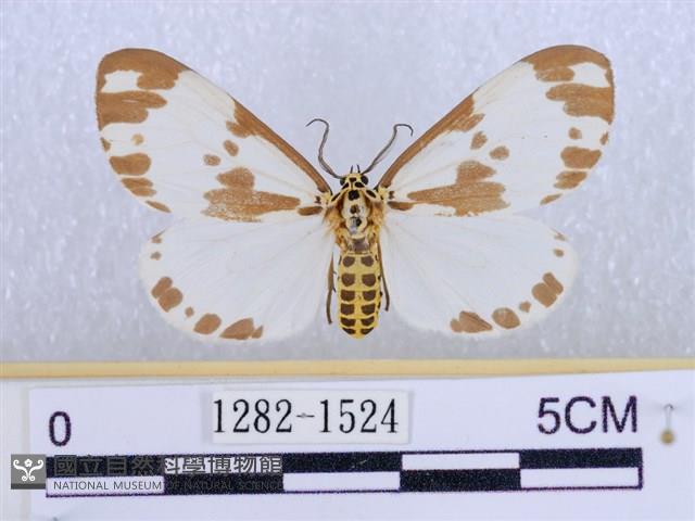 後凸蝶燈蛾藏品圖，第1張