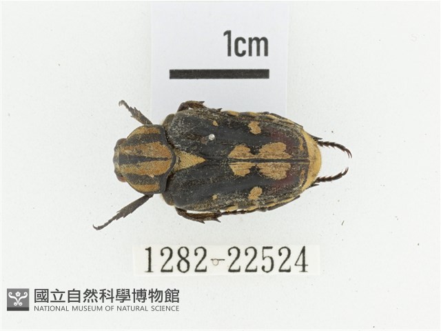 黃斑陷紋金龜藏品圖，第1張