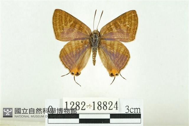 蓬萊虎灰蝶藏品圖，第1張