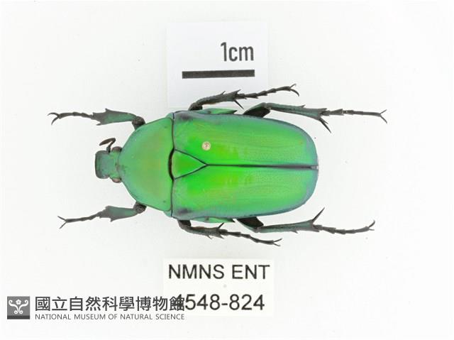 金艷騷金龜藏品圖，第1張