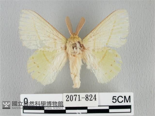 青枯葉蛾藏品圖，第1張