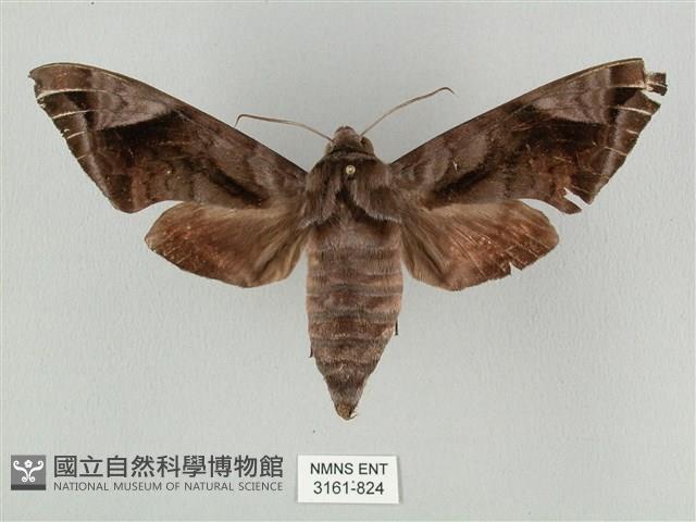 全緣缺角天蛾藏品圖，第1張