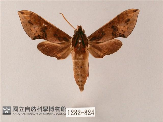 雙斑白肩天蛾藏品圖，第1張