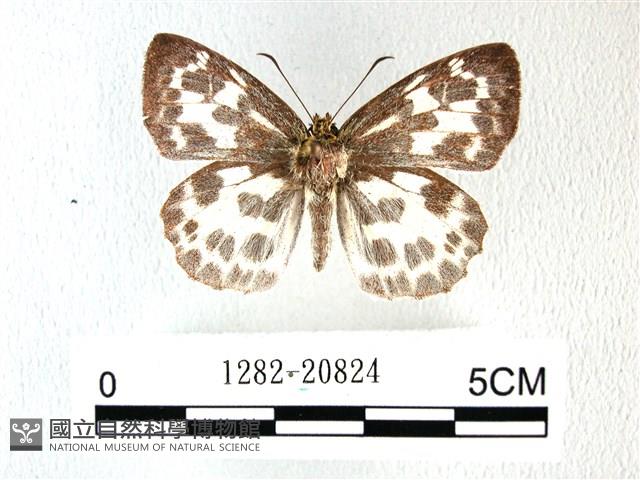 白弄蝶藏品圖，第1張