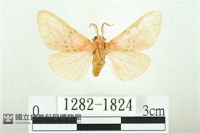 三條橙燈蛾藏品圖，第1張