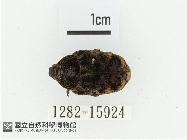 橙斑花金龜藏品圖，第1張