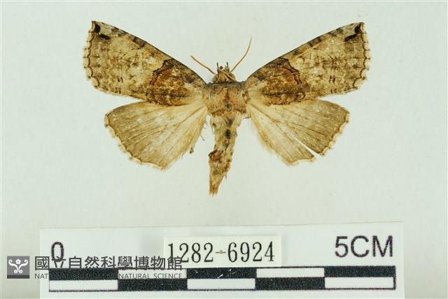 基黑新波紋蛾藏品圖，第1張