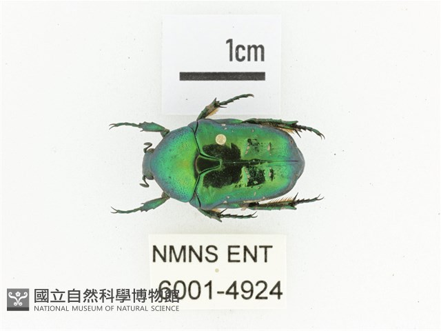 藍艷白點花金龜藏品圖，第1張