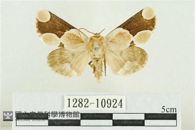 臺灣斑蕊夜蛾藏品圖，第1張