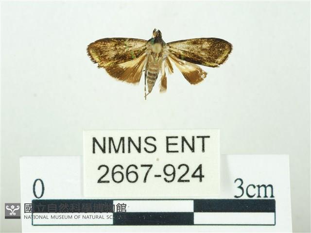 叉紋閃舞蛾藏品圖，第1張