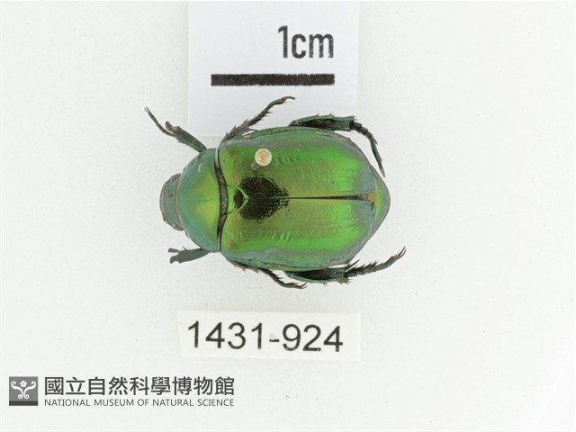 艷金龜藏品圖，第1張
