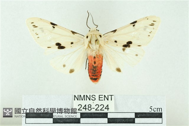 菊池污燈蛾藏品圖，第1張