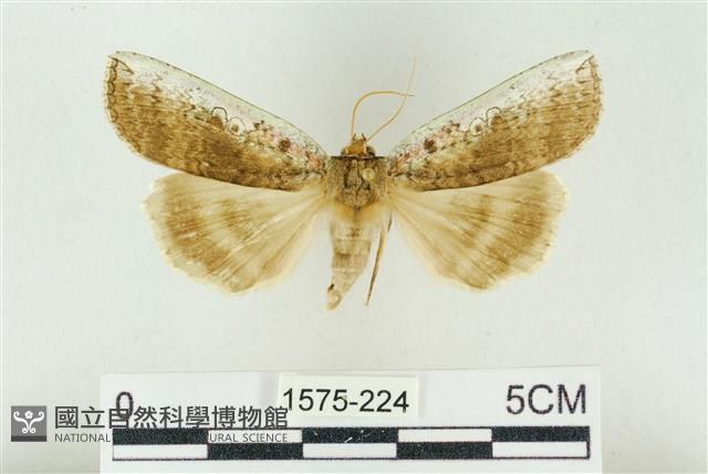 臺洒波紋蛾藏品圖，第1張