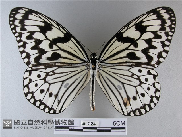 大白斑蝶藏品圖，第1張