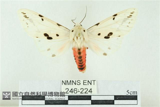 菊池污燈蛾藏品圖，第1張