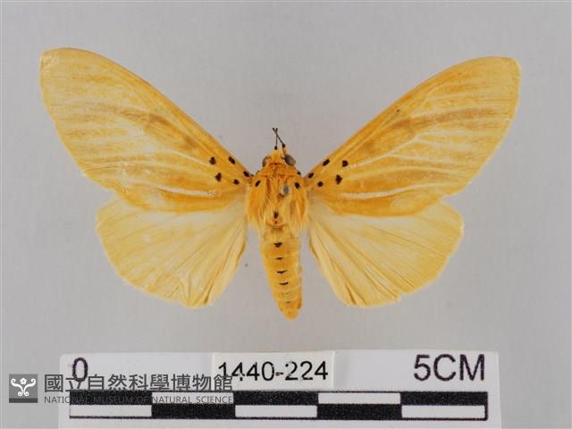 橙擬燈蛾藏品圖，第1張