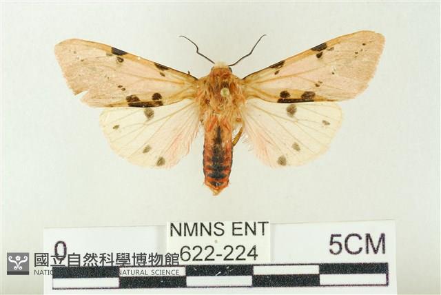 棍棒污燈蛾藏品圖，第1張