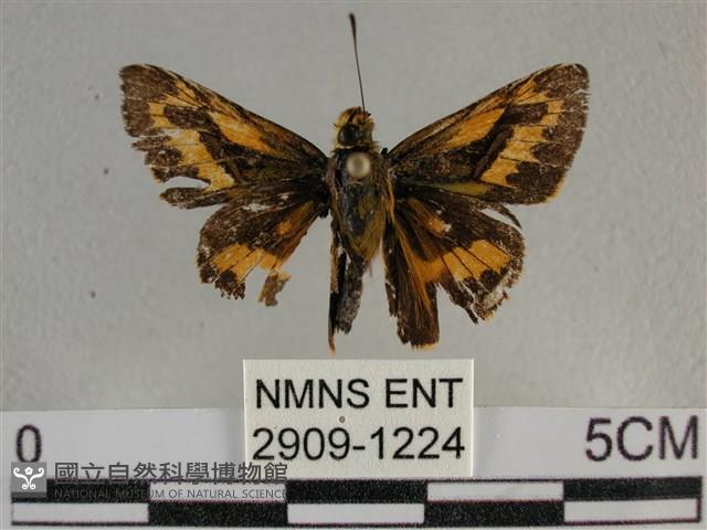 寬邊橙斑弄蝶藏品圖，第1張