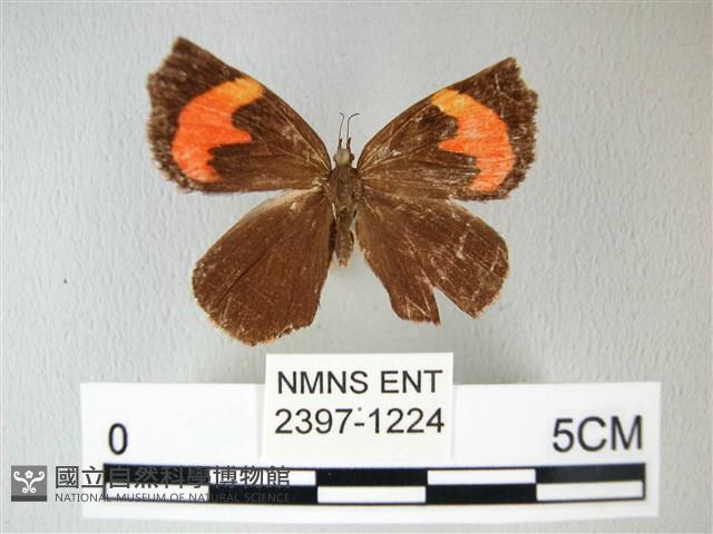 錨紋蛾藏品圖，第1張