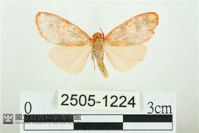 三色豔苔蛾藏品圖，第1張