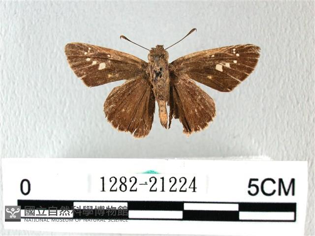 禾弄蝶藏品圖，第1張