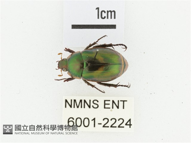 馬場青銅金龜藏品圖，第1張