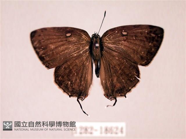 臺灣洒灰蝶藏品圖，第1張