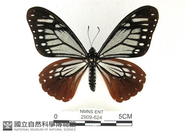斑鳳蝶藏品圖，第1張