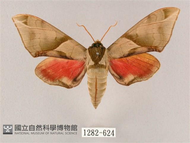 榆綠天蛾藏品圖，第1張