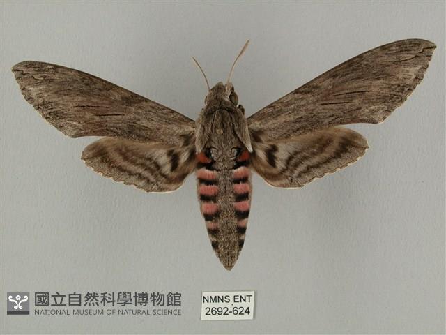 蝦殼天蛾藏品圖，第1張