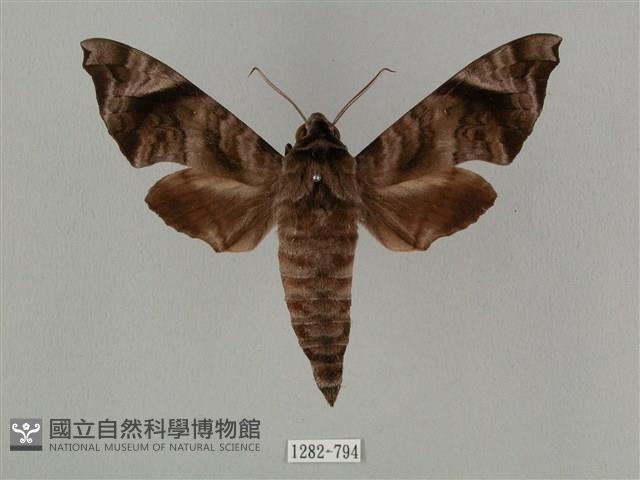 半緣缺角天蛾藏品圖，第1張