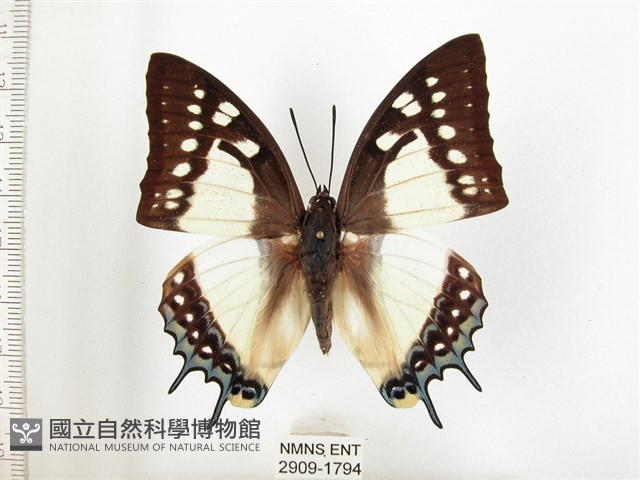 雙尾蛺蝶藏品圖，第1張