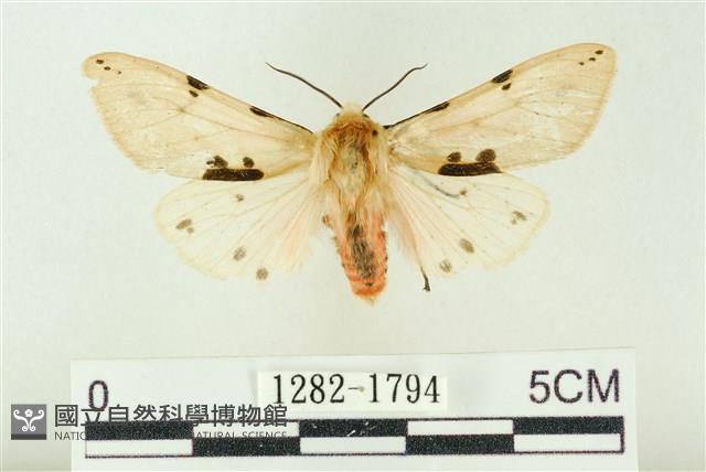 棍棒污燈蛾藏品圖，第1張