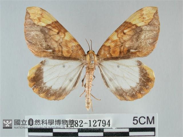 枯葉尺蛾藏品圖，第1張