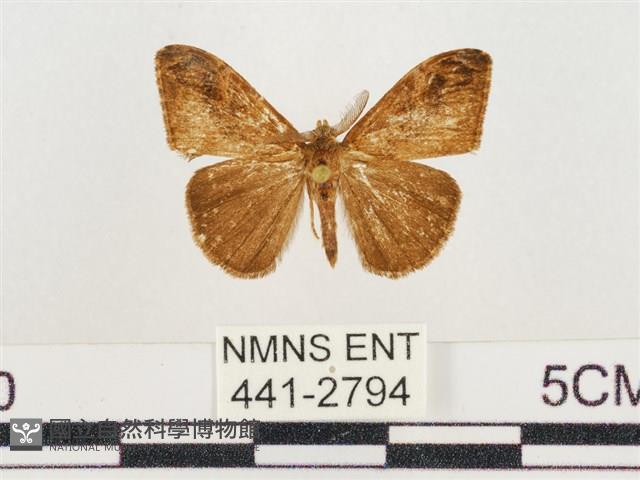 小白紋毒蛾藏品圖，第1張