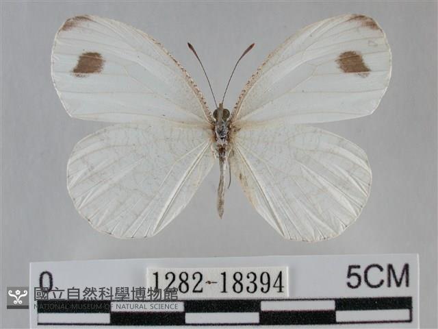 纖粉蝶藏品圖，第1張