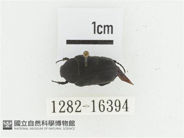 偽橫斑黑花金龜藏品圖，第1張