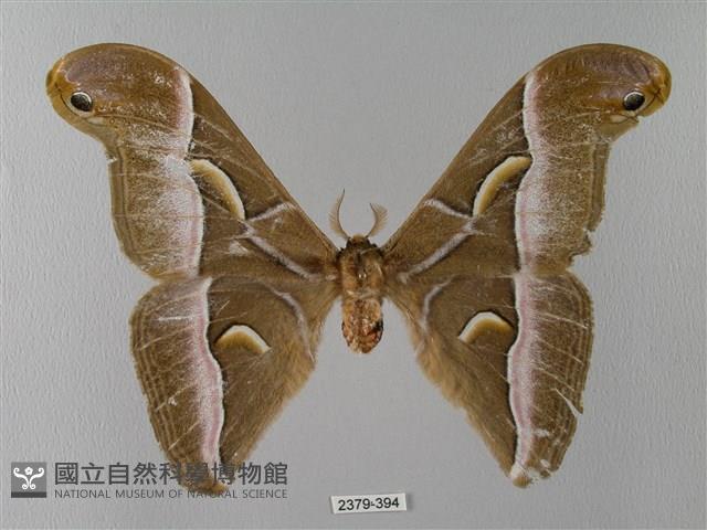 眉紋天蠶蛾藏品圖，第1張