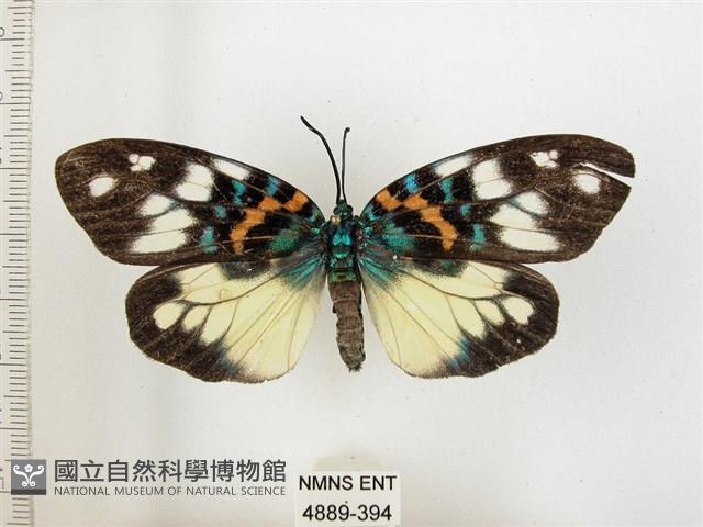 山龍眼螢斑蛾、雙星螢班蛾藏品圖，第1張