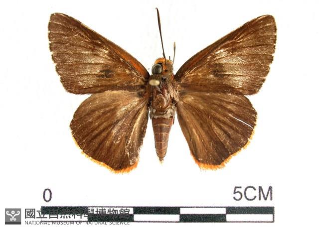 橙翅傘弄蝶藏品圖，第1張