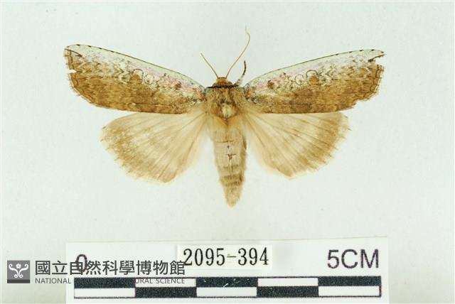 臺洒波紋蛾藏品圖，第1張