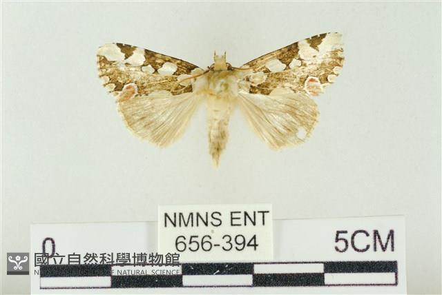 連珠波紋蛾藏品圖，第1張