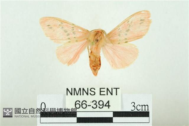 三條橙燈蛾藏品圖，第1張