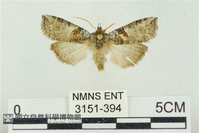 帶波紋蛾藏品圖，第1張