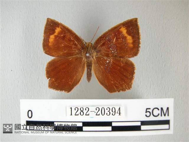 隱錨紋蛾藏品圖，第1張