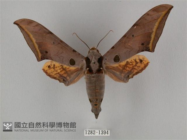 圓斑鷹翅天蛾藏品圖，第1張