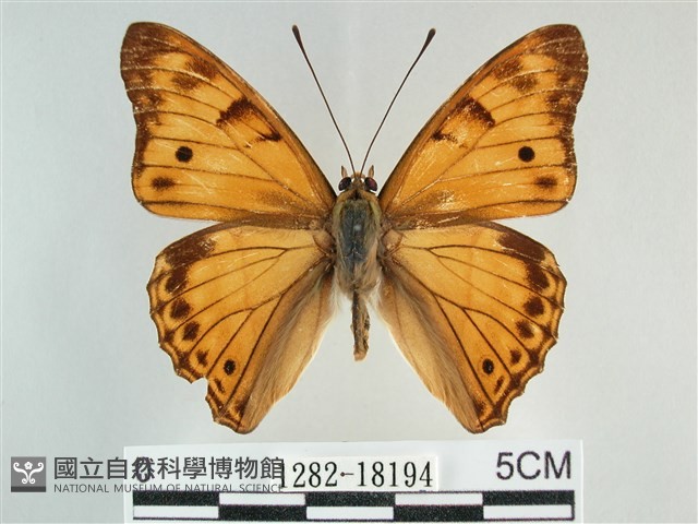 金鎧蛺蝶藏品圖，第1張