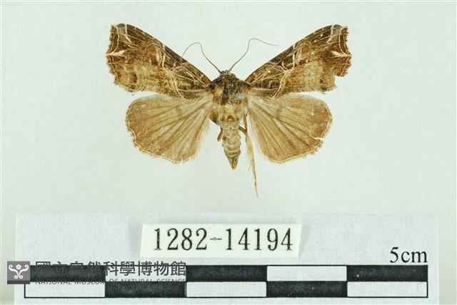 粉紅帶散紋夜蛾藏品圖，第1張