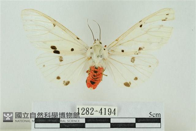 菊池污燈蛾藏品圖，第1張