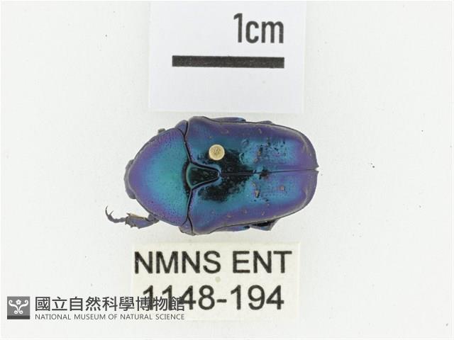 藍艷白點花金龜藏品圖，第1張